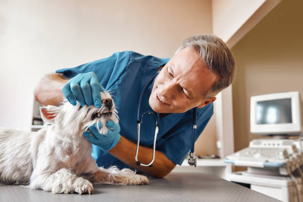 Best 24-Hour Emergency Dentist in Assumption, IL